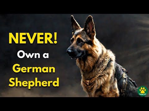 3 Reasons Why You should Never Own a GERMAN SHEPHERD DOG