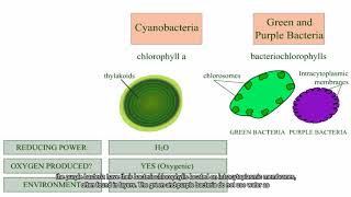 photosynthesis comparing subtitle