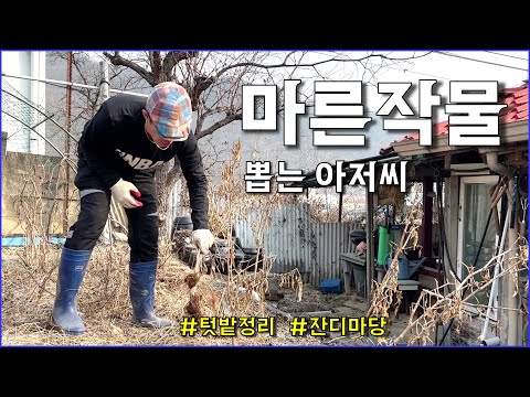 잔디마당 잡초 제거, 텃밭 정리 등 시골의 하루 / countryside, gardening, planning