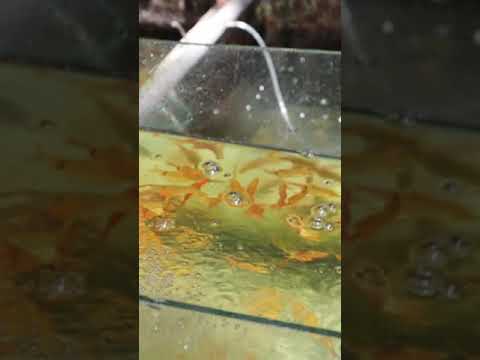 fish tour segment - godagama Aquarium sri lanka part 3