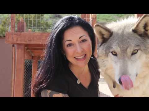 Wolf Week in Sedona Arizona - You're invited!