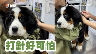 狗狗打預防針驚恐瞪大眼！全身抖不停努力勇敢🤣｜寵物動物｜伯恩山犬｜精選影片