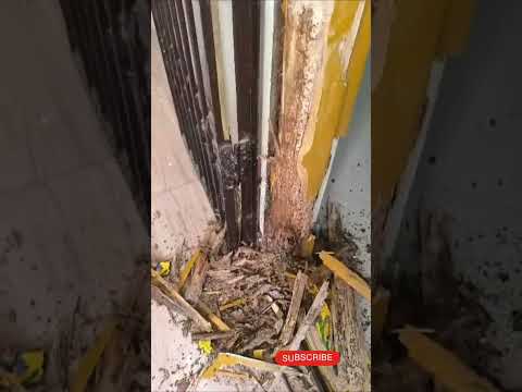 మన అందమైన గృహాలు & గుమ్మాలు పాడు చేసేవి.#termitetreatment #termite #shortvideo