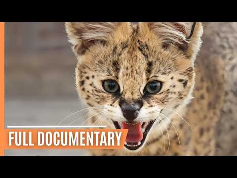 Beyond Lions and Tigers - Explore The Mighty World of Small Felines | Full Documentary