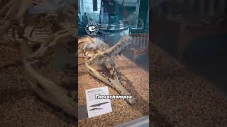 Thecachampsa: Prehistoric Crocodylian on Display