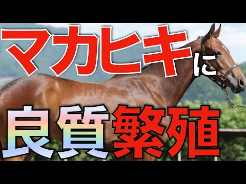 金子真人さんの情熱を感じる！マカヒキにさらなる良質牝馬が配合される。