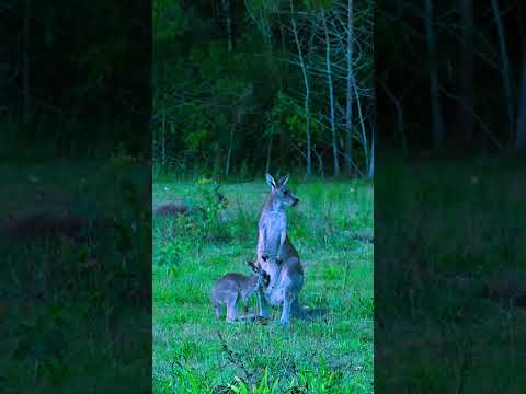 "Adorable Joey Peeks Out of Mama's Pouch!" #wildlife #fascinatingwildlife #endangeredspecies