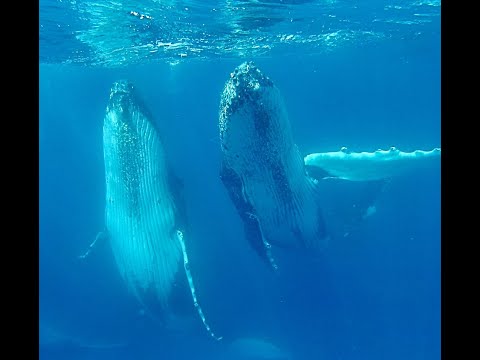 3 whales communicating with Letina Russell as she speaks to them in a language of light.