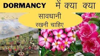 Dormancy kya hoti hai | इसमें क्या क्या सावधानी रखनी चाहिए || Lakhnavi Gardener ||