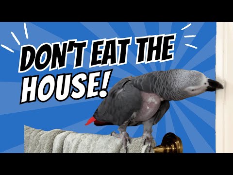 Don't Eat the House, Einstein! A Battle of Wills & Corn Distractions