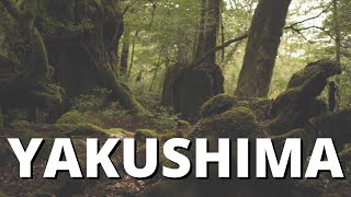 YAKUSHIMA The island of the Millennial Cedars