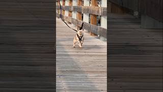 Unstoppable cat! #bengalcat #cattraining #catrunning #cat #shorts #catharness #cute #funny #cutecat