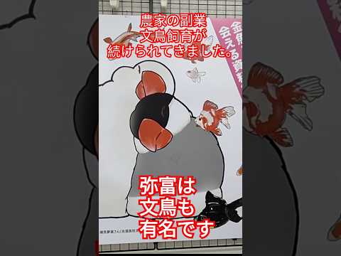 [金魚]　[文鳥]　知ってたァ〜　弥富市にゆかりの深い生き物❢