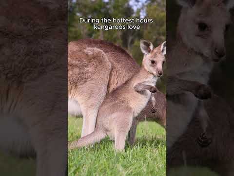 Kangaroo Life in 60 Seconds: Amazing Daily Habits and Fun Facts! #animalkingdom #shorts