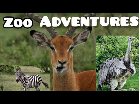 MEET  THE AMAZING  OSTRICH, ZEBRA & ANTELOPE! #zooanimals #zoo #zoolife #wildlife #wildanimals #zoo