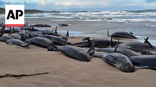 More than 150 false killer whales stranded on Australian beach