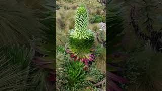 Lobelia Beauty...Aberdares National Park Kenya #discoverafrica #subscribe #nationalgeographic