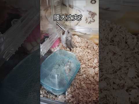 水飲む体勢が心配になる（ピク）#ハムスター #hamsters #癒し #可愛い #cute #柔らかい