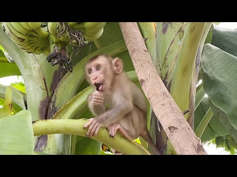 Cute little baby boy picking bananas