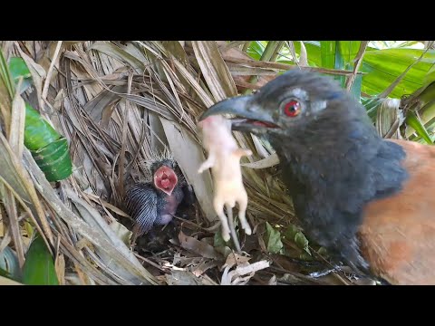 Always Hungry: Baby Birds Are Wide Open for The Mother's Food!