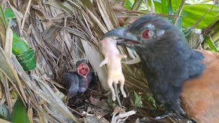 Always Hungry: Baby Birds Are Wide Open for The Mother's Food!