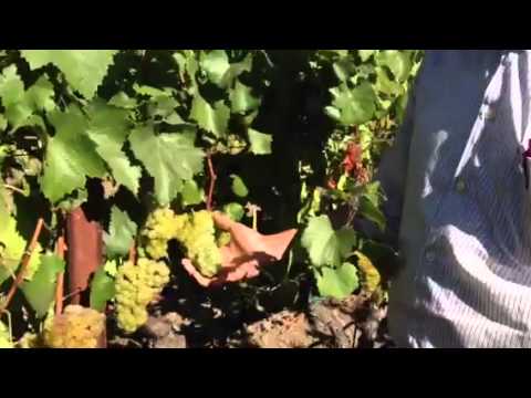 Watch Winemaker Gustavo Gonzalez discuss Chardonnay in Las Trancas