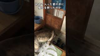 室内犬に憧れていた頃の元猟犬　#shorts