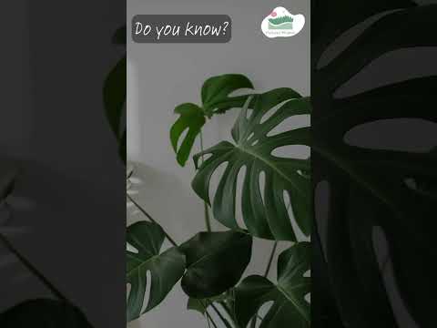 Do you know? | About Plants' Ability to Hear ! #nature #naturelovers #natureknowledge