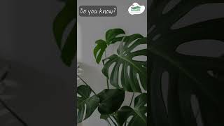 Do you know? | About Plants' Ability to Hear ! #nature #naturelovers #natureknowledge