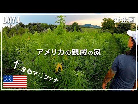 【削除覚悟】超田舎🇺🇸アメリカの親戚の家に「大麻」520本｜Readingの街