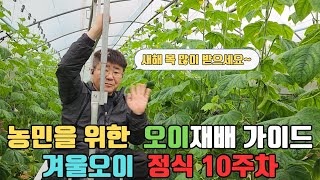 [겨울오이 재배가이드 EP : 10] 상위 1% 오이하우스로 만드는 방법 (정식 10주차) 10/24정식