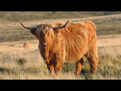 Special Cow with Hair | Highland Cattle