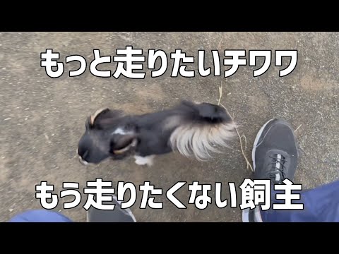 #74 チワワのお散歩☆公園でかけっこ♪