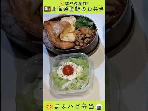 【まふハピ弁当】偶然の産物！北海道型鮭のお弁当 #まふハピ弁当 #まふハピ家の手料理