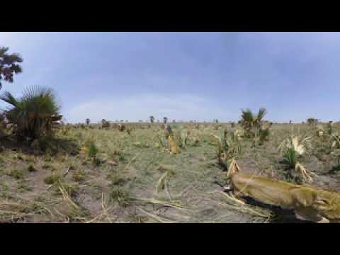 Murchison Falls - Official Teaser #3 - Juvenile Lions (Short 8K 3D 360 VR Video)