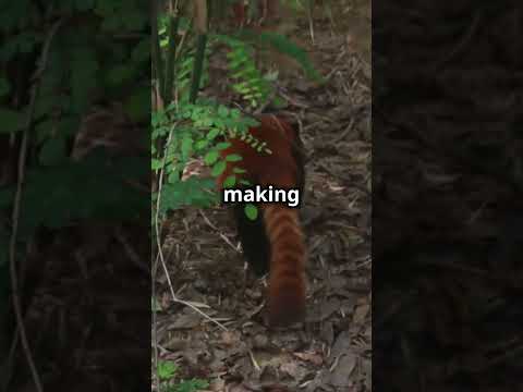 Revealing the Hidden Secrets of Red Pandas: Intriguing Discoveries