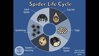 Spider Life Cycle Movement Game