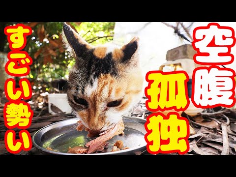 林の中で孤独に生きる空腹な猫にご飯あげたら・・・ 地域猫ボランティアさん急逝後に火事エリア 癒され野良猫動画