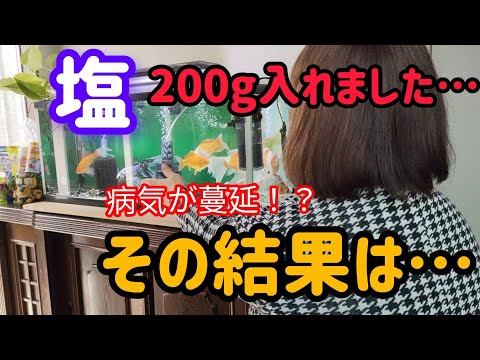 [金魚]　玄関の水槽　長物金魚　塩浴する場所が無い…悩んで❗だした結果は❗水槽丸ごと塩浴しました…その体験した事を金魚達観ながらお話しします🎵聞いて下さいね…