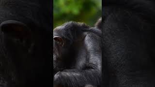 #Chimpanzees#WildlifeRelaxation#AnimalSerenity#NatureJourney#WildlifeDocumentary#RelaxingAnimals