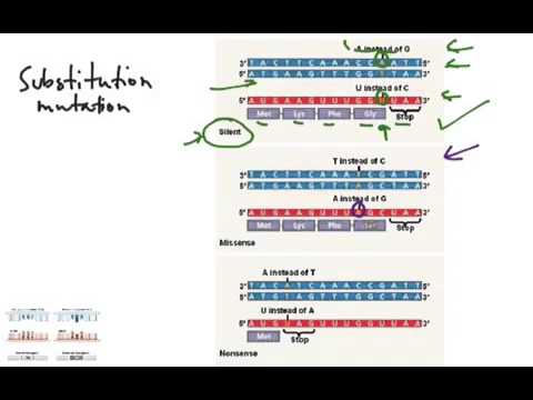 Point Mutations