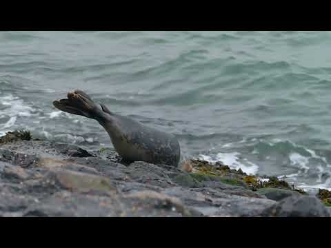 Harbor seal (Phoca vitulina) - Grevelingendam (Netherlands) 29-12-2024