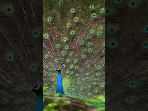 #peacock #birds #nature