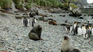 Antarctic Voyage on board m/v Plancius, part 1 of 3