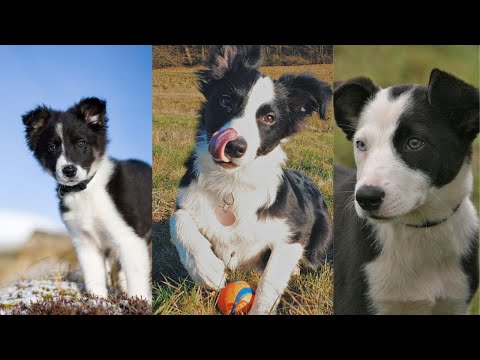 Border collie puppies | Funny and Cute dog video compilation in 2025.