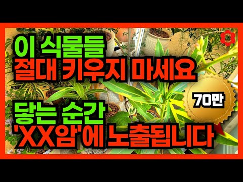 [충격! 암 유발 식물🪴] 머리털나고 처음 알게된 사실2 : 이 식물 절대 조심! ⚠️이것 모르면 정말 큰일납니다ㅣ"증명된 사실"을 가족과 지인에게 꼭 공유해주세요ㅣ#독성식물