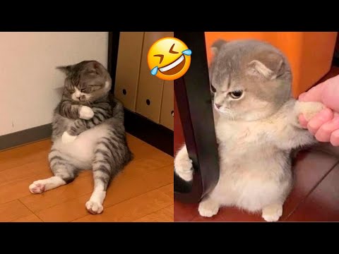 Funniest Cats Compilation😂