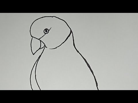 parrot drawing