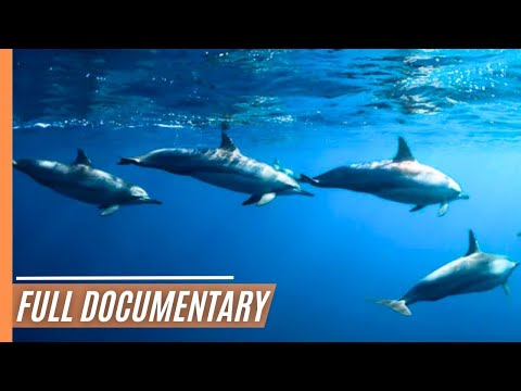 Noronha Spinners: Dancing Dolphins | Full Documentary