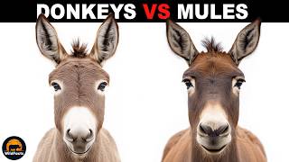 What Is The Difference Between Donkeys And Mules?